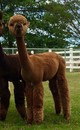 alpaca for sale