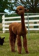 alpaca for sale