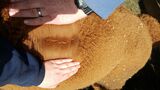 alpaca for sale