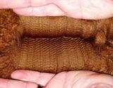 alpaca for sale