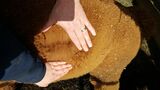alpaca for sale