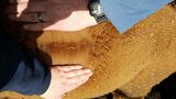 alpaca for sale