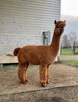 alpaca for sale