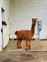 alpaca for sale