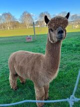 alpaca for sale
