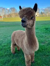 alpaca for sale