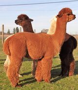 alpaca for sale