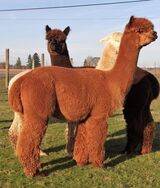 alpaca for sale