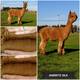 alpaca for sale