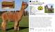 alpaca for sale
