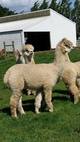 alpaca for sale