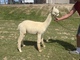 alpaca for sale