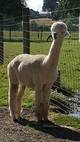 alpaca for sale