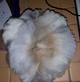 alpaca for sale