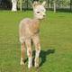 alpaca for sale