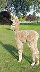 alpaca for sale