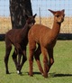 alpaca for sale