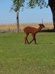 alpaca for sale