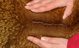 alpaca for sale
