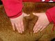 alpaca for sale
