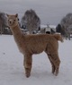alpaca for sale