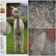 alpaca for sale