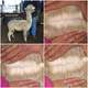 alpaca for sale