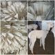 alpaca for sale