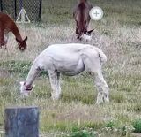alpaca for sale