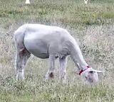 alpaca for sale