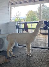 alpaca for sale