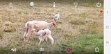 alpaca for sale