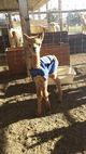 alpaca for sale
