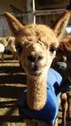 alpaca for sale