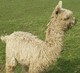 alpaca for sale