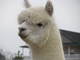 alpaca for sale