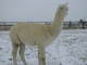 alpaca for sale