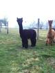 alpaca for sale