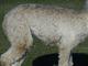 alpaca for sale