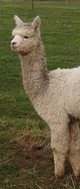 alpaca for sale