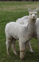 alpaca for sale