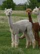alpaca for sale