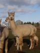 alpaca for sale
