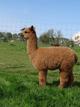 alpaca for sale