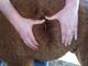alpaca for sale