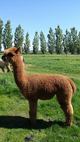 alpaca for sale