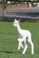 alpaca for sale