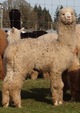 alpaca for sale