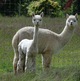 alpaca for sale