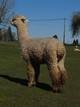 alpaca for sale